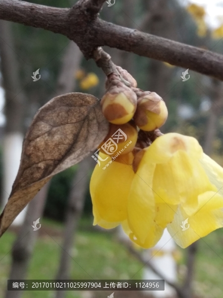 臘梅花