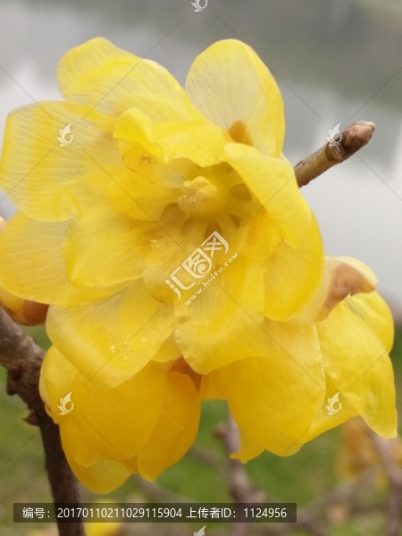 臘梅花
