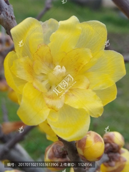 臘梅花