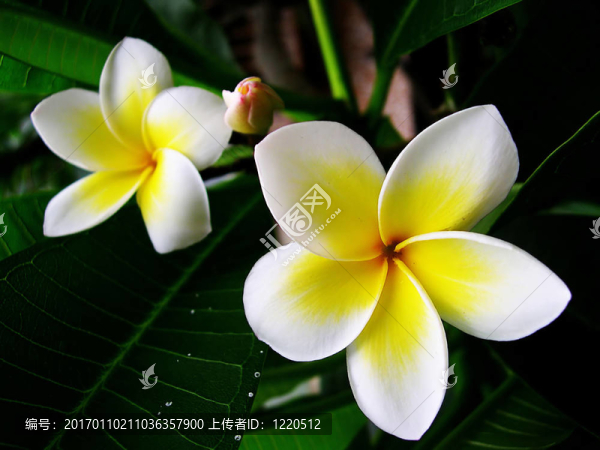 赤素馨花
