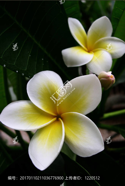 赤素馨花