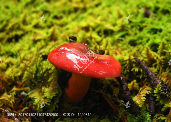 蘑菇