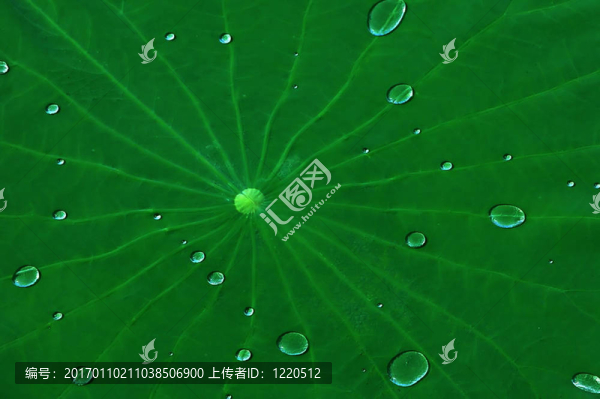 樹葉上的露珠