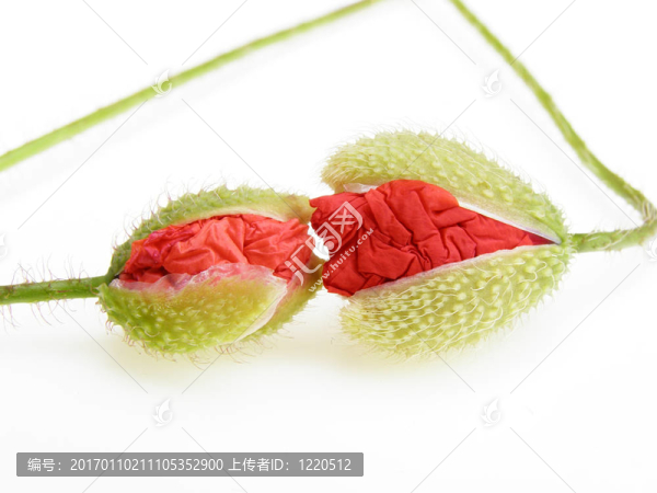 罌粟花蕾