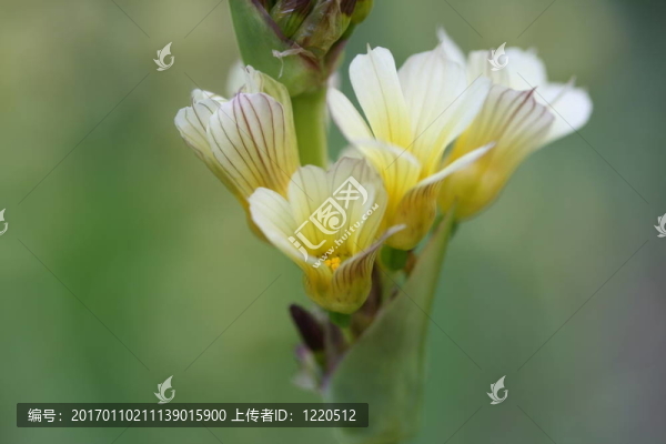 植物紋