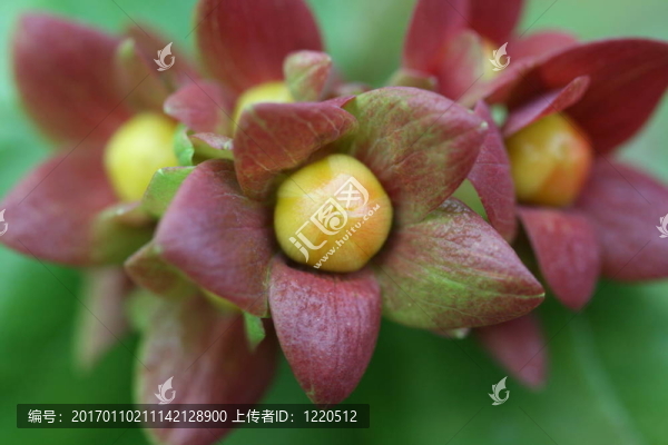 貫葉連翹花蕾