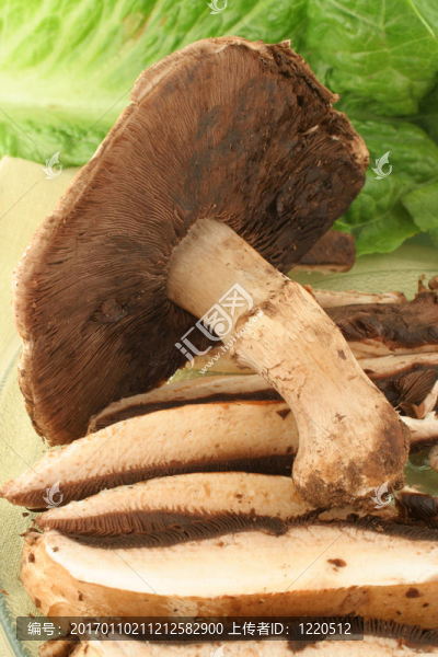 蘑菇-匯圖網(wǎng) www.fosd68.com 蘑菇