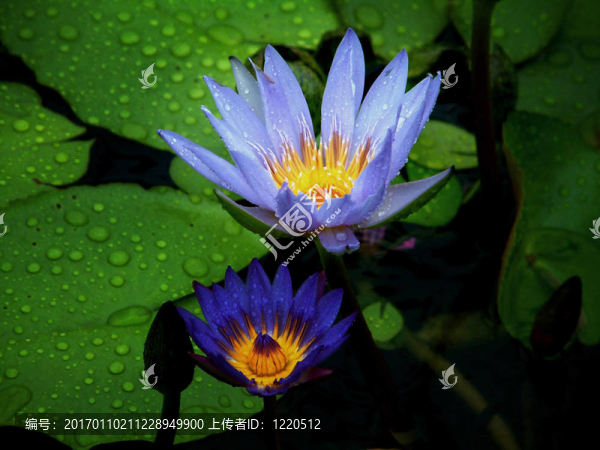 蓮花