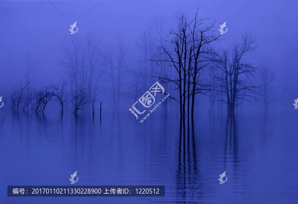 樹在霧