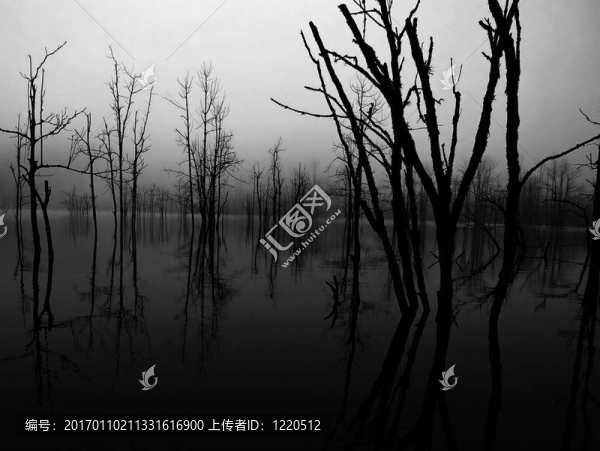 樹在霧