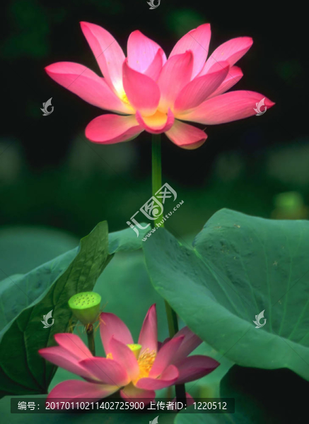 蓮花-匯圖網(wǎng) www.fosd68.com 蓮花