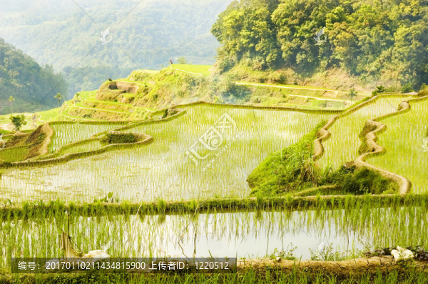 巴納韋