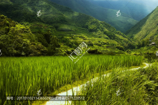 Hapao,Rice,Terraces；菲律賓