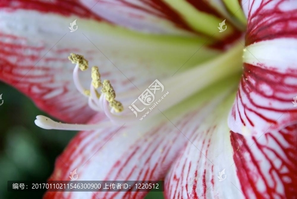 花粉病1