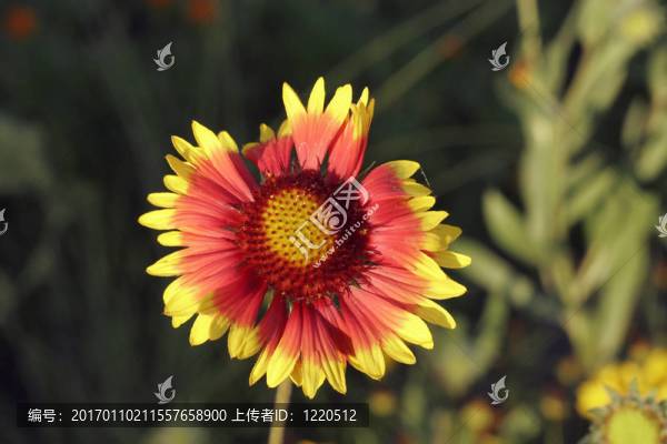 花上的蜜蜂