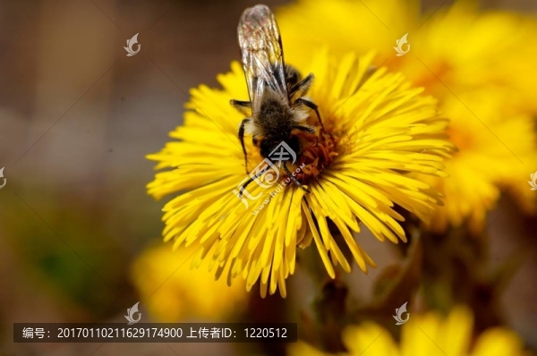 蜜蜂