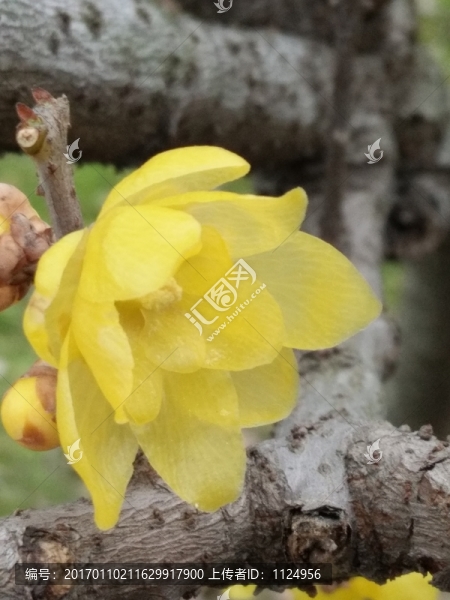 臘梅花