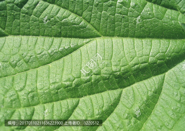 紋理