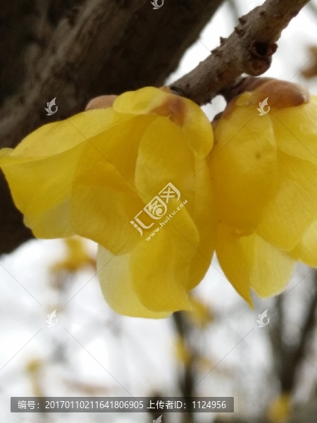 臘梅花