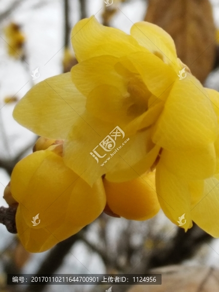 臘梅花