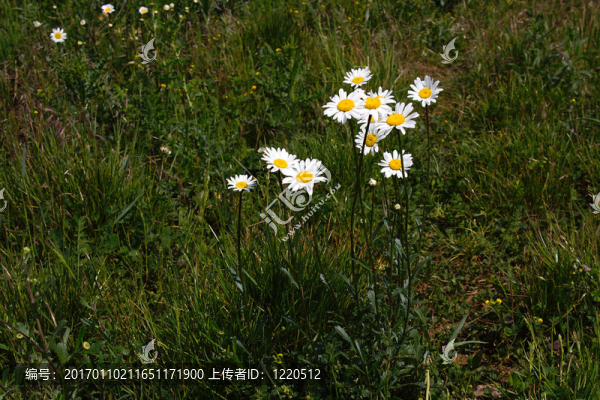 牛眼菊（Leucanthemum,vulgare）
