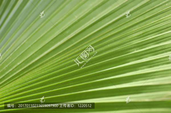 綠色的葉子