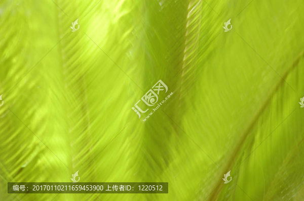 模糊的綠色