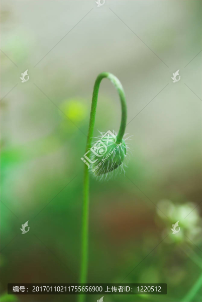 罌粟