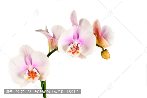 蘭花