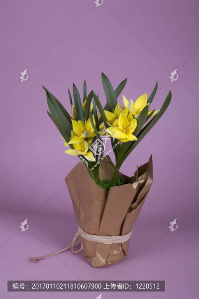 郁金香-匯圖網(wǎng) www.fosd68.com 郁金香