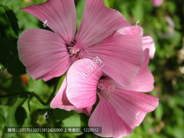 錦葵花的夫婦