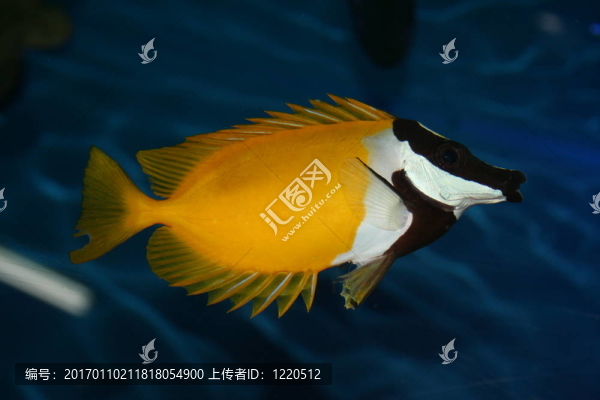 Chaetodon；