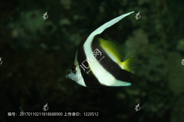 異國(guó)情調(diào)的魚