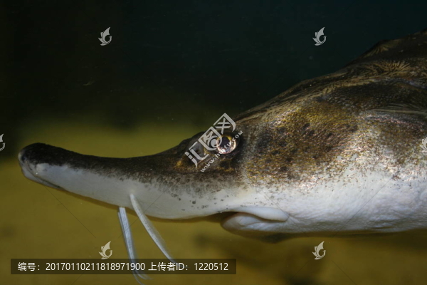 鱘魚