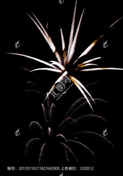 煙花藝術(shù)