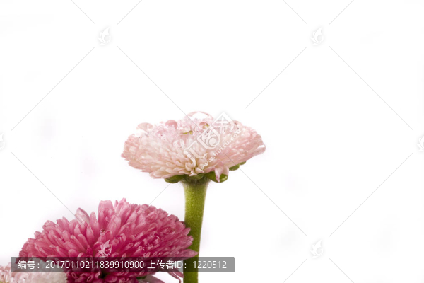 粉紅色的雛菊