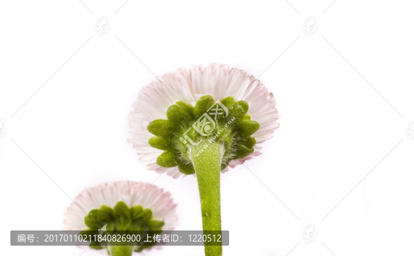 粉紅色的雛菊