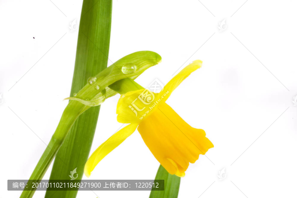 黃水仙