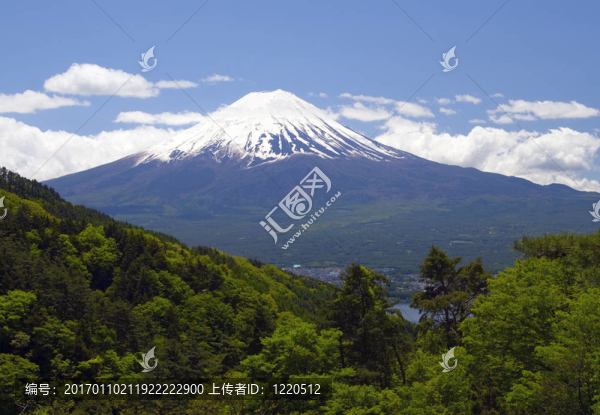 松樹之海