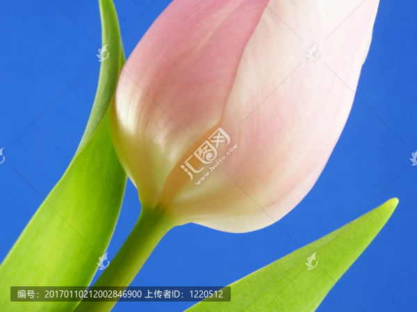 粉紅色的花