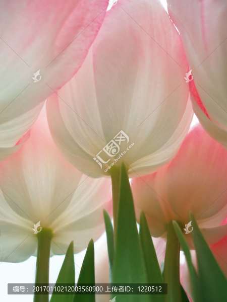粉紅色的花