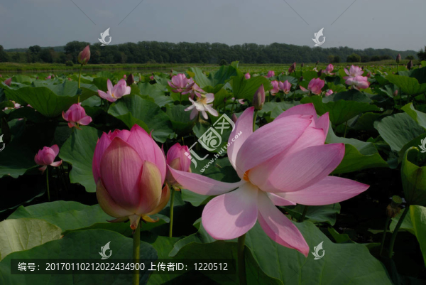 蓮花；