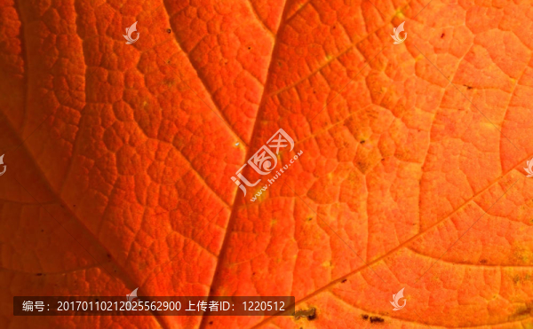 紅色的楓葉