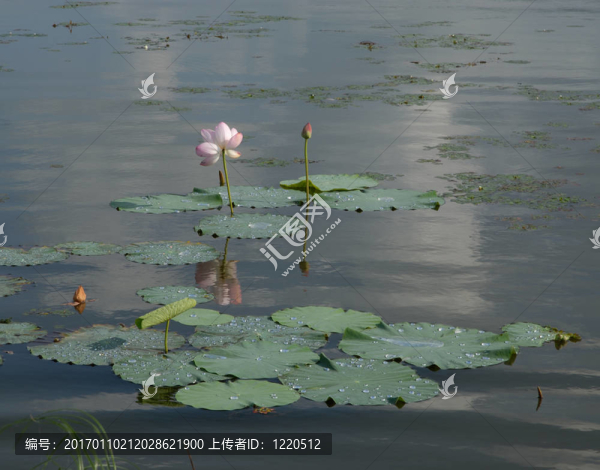 芙蓉花；