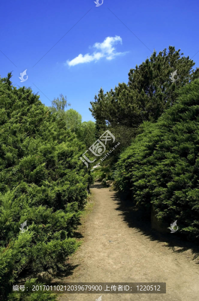夏天的風景。路徑