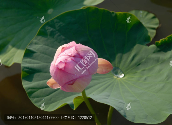 芙蓉花；