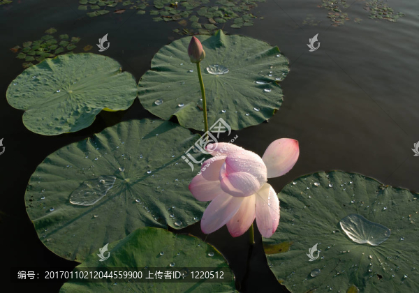 芙蓉花；