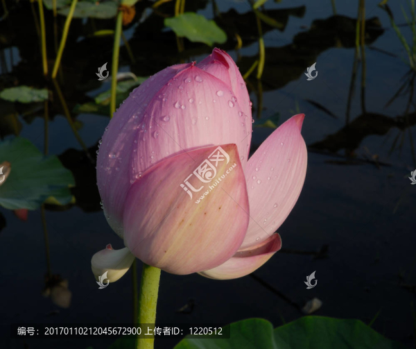 芙蓉花；