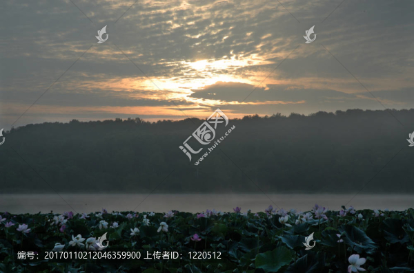 芙蓉花；