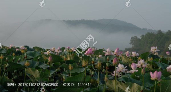 芙蓉花；